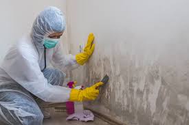 Best Mold Remediation for Vacation Homes  in Thunder Mountain, NM